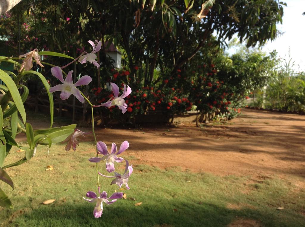 Lagoon Inn Hambantota Exteriér fotografie